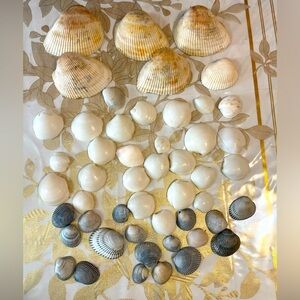 Sea Shells  Lot Beautiful  Medium and Small Sizes Graft Art Aquarium